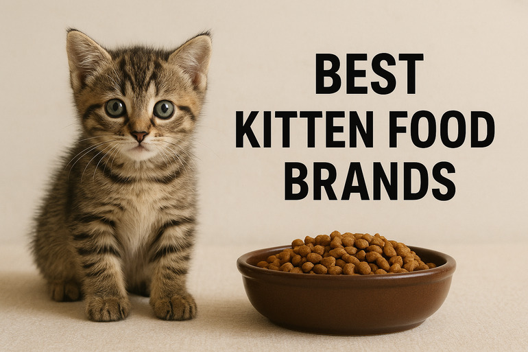 Best Kitten Food Brands